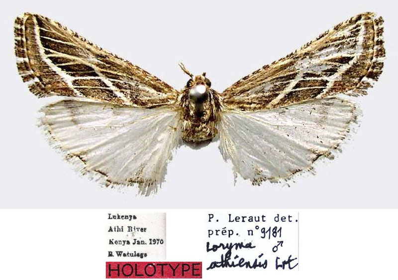 /filer/webapps/moths/media/images/A/athiensis_Loryma_HT_MNHN.jpg