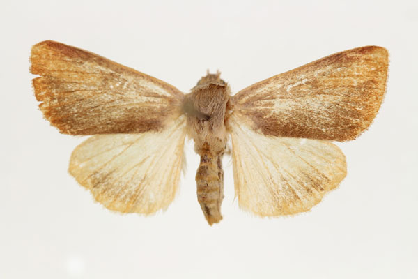 /filer/webapps/moths/media/images/A/atkinsoni_Adisura_AF_RMCA.jpg