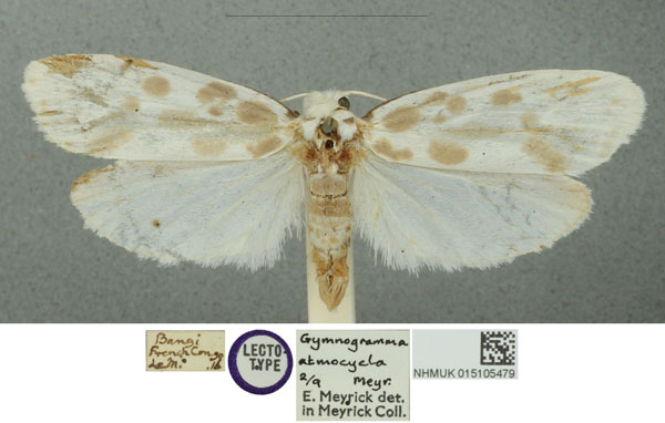 /filer/webapps/moths/media/images/A/atmocycla_Gymnogramma_STM_NHMUK.jpg