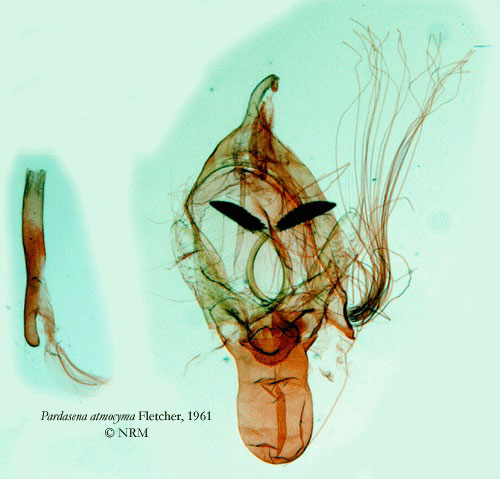 /filer/webapps/moths/media/images/A/atmocyma_Pardasena_GMHT_SNHM_3026.jpg