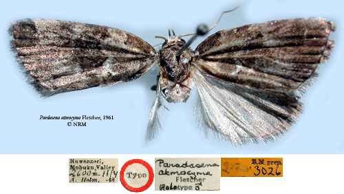 /filer/webapps/moths/media/images/A/atmocyma_Pardasena_HT_SNHMa.jpg