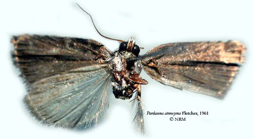 /filer/webapps/moths/media/images/A/atmocyma_Pardasena_HT_SNHMb.jpg