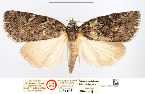 /filer/webapps/moths/media/images/A/atmocyma_Pardasena_PTF_NHMUK_01.jpg
