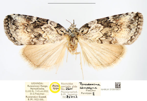 /filer/webapps/moths/media/images/A/atmocyma_Pardasena_PTF_NHMUK_02.jpg