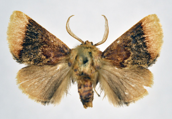 /filer/webapps/moths/media/images/A/atmota_Trogocrada_AM_NHMO.jpg