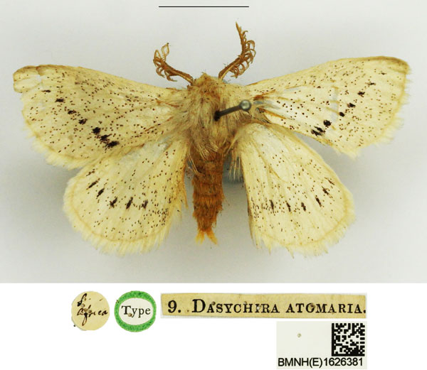 /filer/webapps/moths/media/images/A/atomaria_Dasychira_STM_NHMUK.jpg