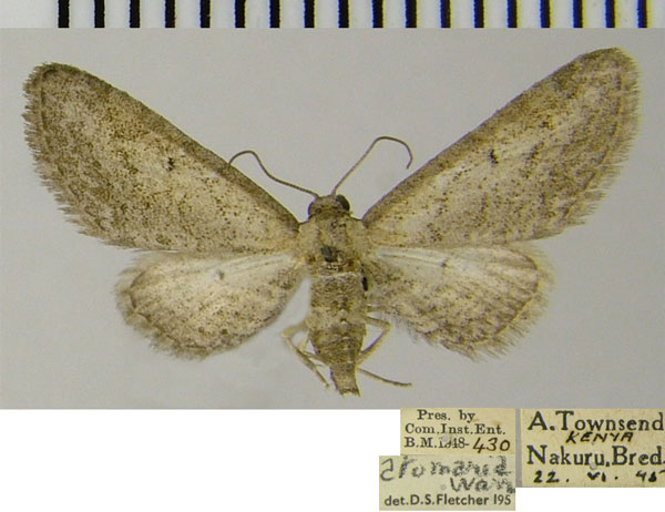 /filer/webapps/moths/media/images/A/atomaria_Eupithecia_AF_ZSM.jpg