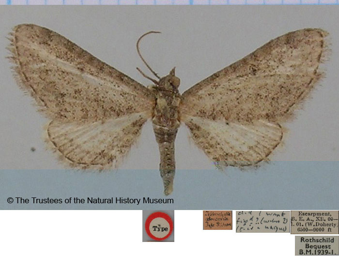 /filer/webapps/moths/media/images/A/atomaria_Eupithecia_HT_BMNH.jpg