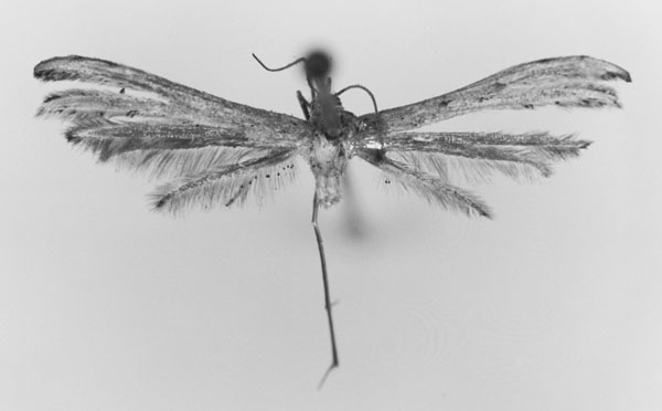 /filer/webapps/moths/media/images/A/atomosa_Exelastis_A_MNHN.jpg