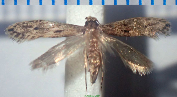 /filer/webapps/moths/media/images/A/atomosella_Praeacedes_AF_Bippus.jpg