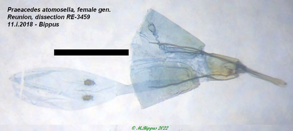 /filer/webapps/moths/media/images/A/atomosella_Praeacedes_GF_Bippus.jpg