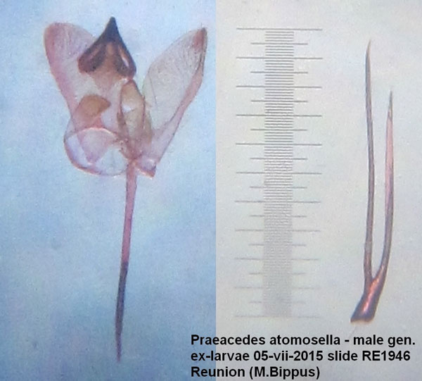 /filer/webapps/moths/media/images/A/atomosella_Praeacedes_GM_Bippus.jpg