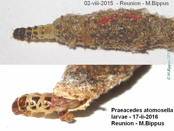 /filer/webapps/moths/media/images/A/atomosella_Praeacedes_L_Bippus.jpg