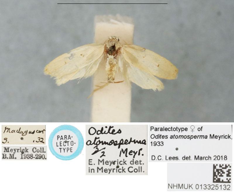 /filer/webapps/moths/media/images/A/atomosperma_Odites_PLT_BMNH.jpg