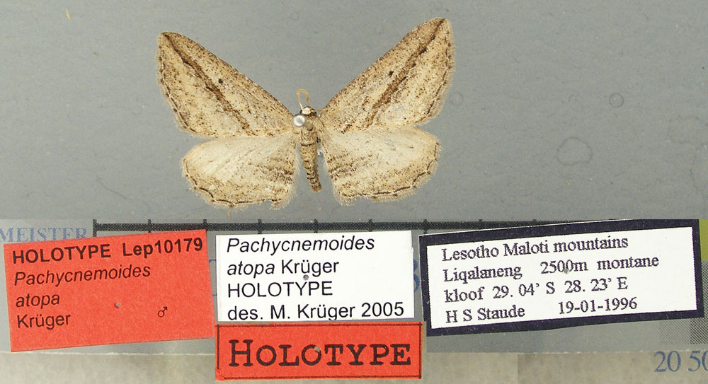 /filer/webapps/moths/media/images/A/atopa_Pachycnemoides_HT_TMSA.jpg