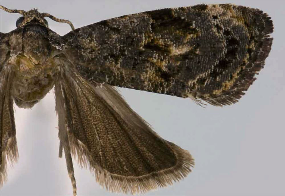 /filer/webapps/moths/media/images/A/ator_Endothenia_HT_USNM.jpg