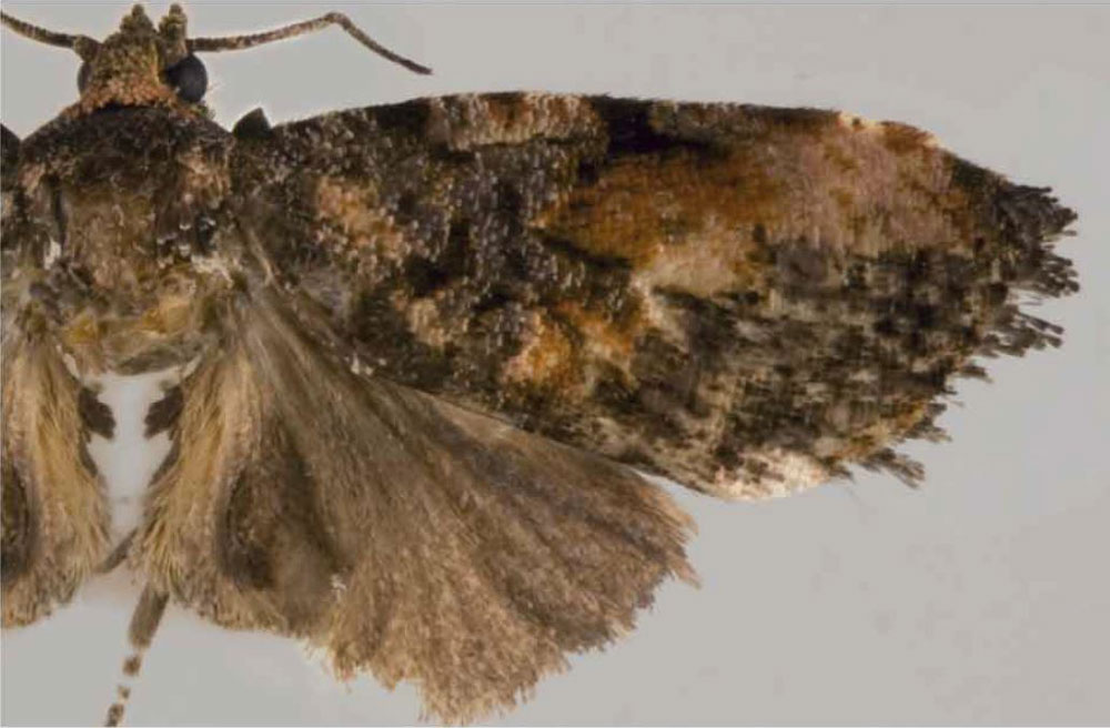 /filer/webapps/moths/media/images/A/ator_Endothenia_PTM_USNM.jpg