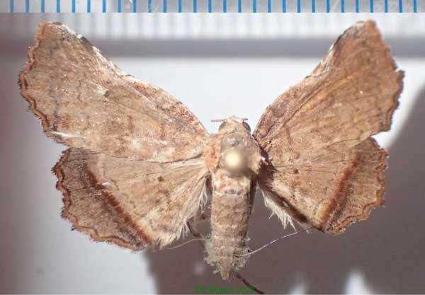 /filer/webapps/moths/media/images/A/atra_Herpeperas_AF_Bippusa.jpg