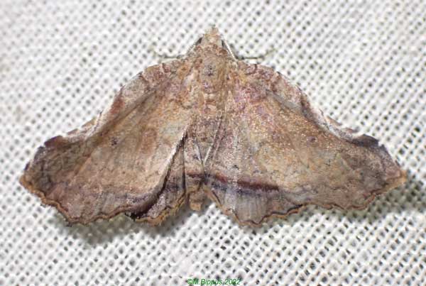 /filer/webapps/moths/media/images/A/atra_Herpeperas_AF_Bippusb.jpg