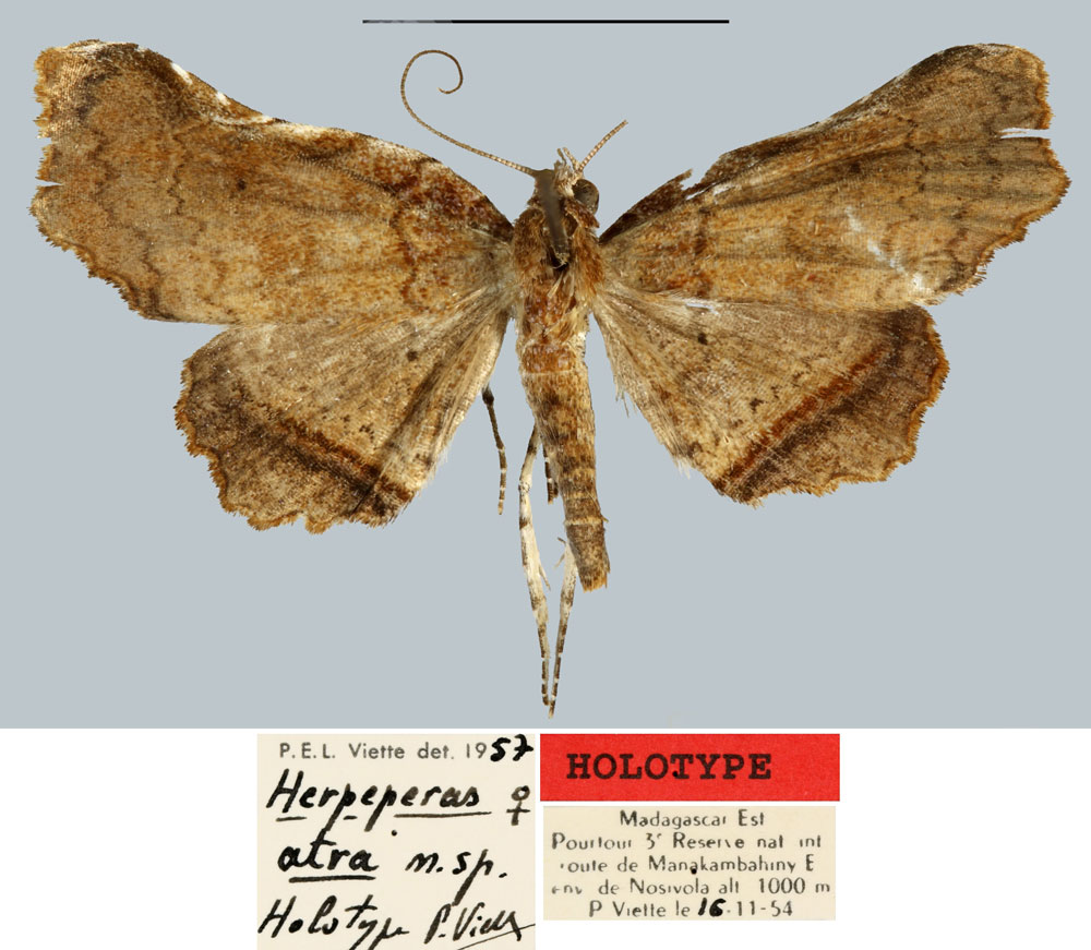 /filer/webapps/moths/media/images/A/atra_Herpeperas_HT_MNHN.jpg