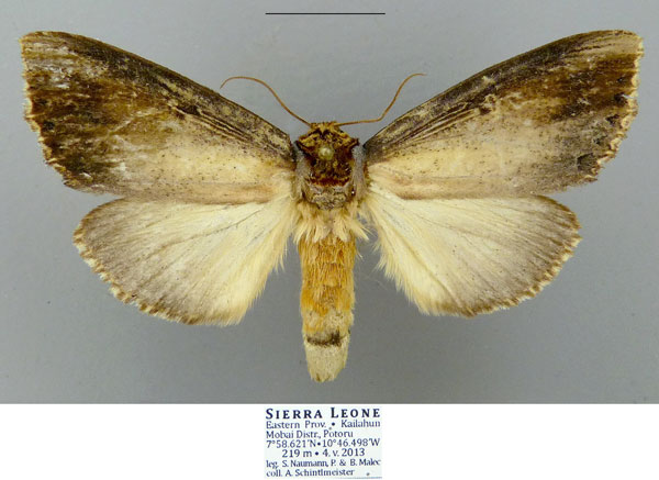 /filer/webapps/moths/media/images/A/atrata_Antheua_AF_Schintlmeister.jpg