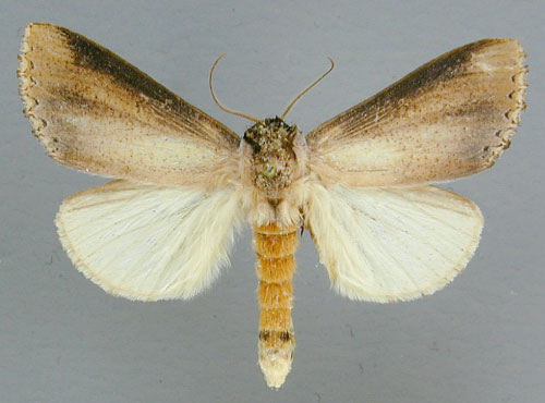 /filer/webapps/moths/media/images/A/atrata_Antheua_A_RMCA_01_JRihBm7.jpg