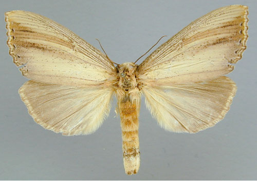 /filer/webapps/moths/media/images/A/atrata_Antheua_A_RMCA_02.jpg