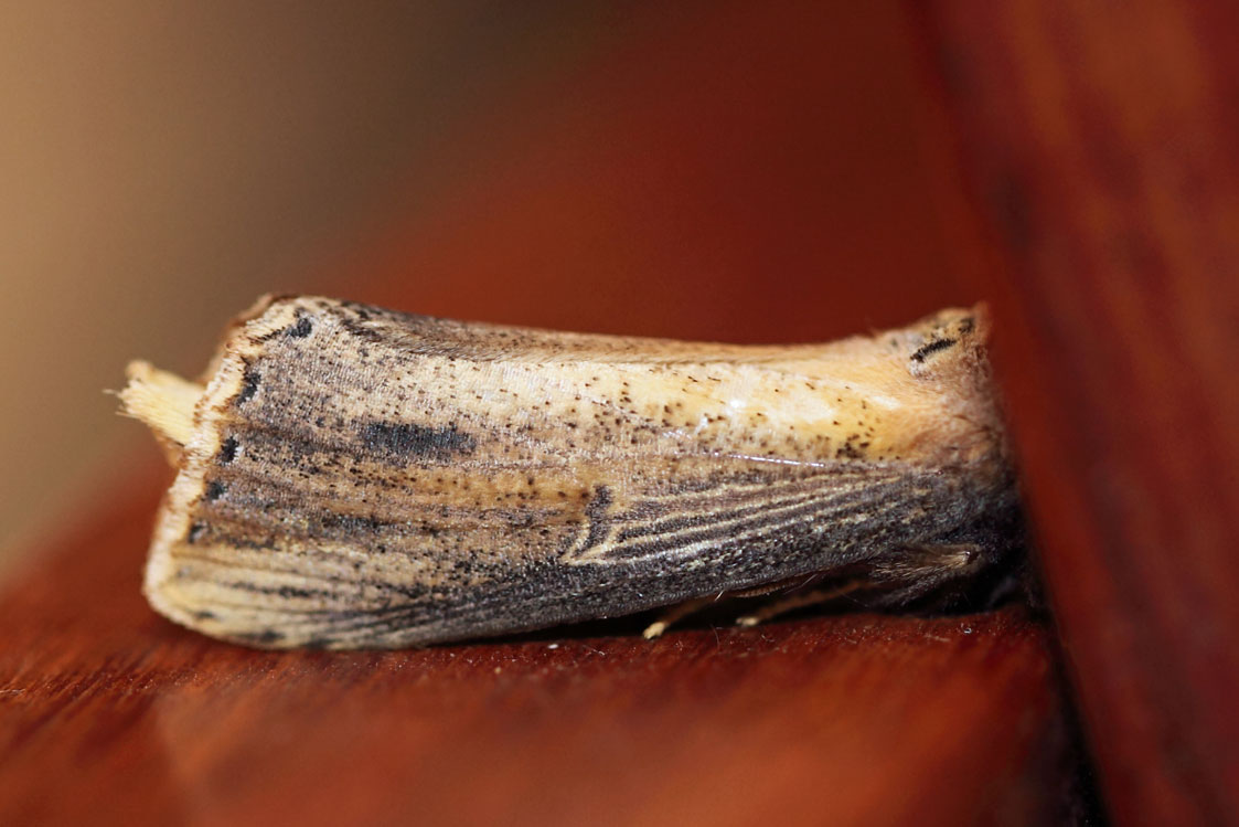 /filer/webapps/moths/media/images/A/atrata_Antheua_A_Voaden_01.jpg