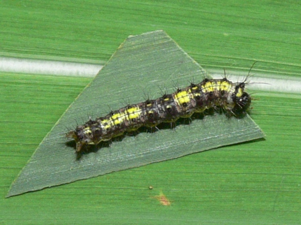 /filer/webapps/moths/media/images/A/atrata_Antheua_C_Goff_03.jpg