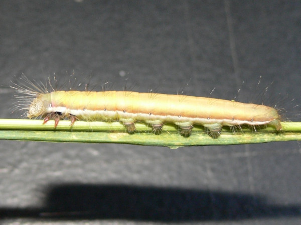 /filer/webapps/moths/media/images/A/atrata_Antheua_C_Goff_04.jpg