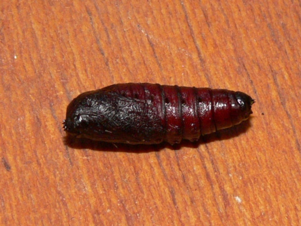 /filer/webapps/moths/media/images/A/atrata_Antheua_P_Goff_05.jpg