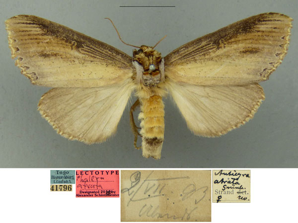 /filer/webapps/moths/media/images/A/atrata_Anticyra_LT_MfN.jpg