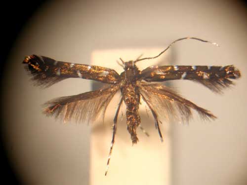 /filer/webapps/moths/media/images/A/atrata_Aristaea_PT_TMSA.jpg