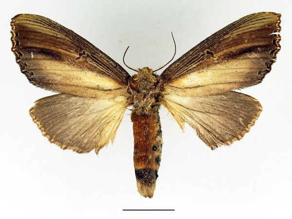 /filer/webapps/moths/media/images/A/atrata_Phalera_AF_Basquin_01.jpg