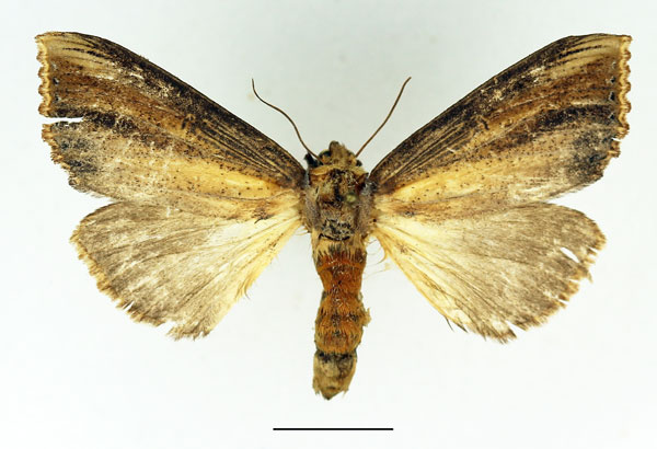 /filer/webapps/moths/media/images/A/atrata_Phalera_AF_Basquin_02.jpg