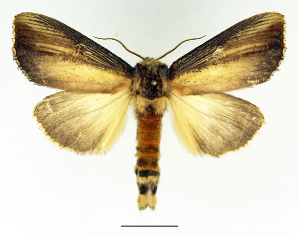 /filer/webapps/moths/media/images/A/atrata_Phalera_AM_Basquin_01_WZXntg3.jpg