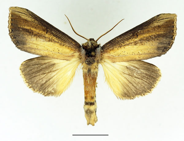 /filer/webapps/moths/media/images/A/atrata_Phalera_AM_Basquin_02_R0zpVGg.jpg