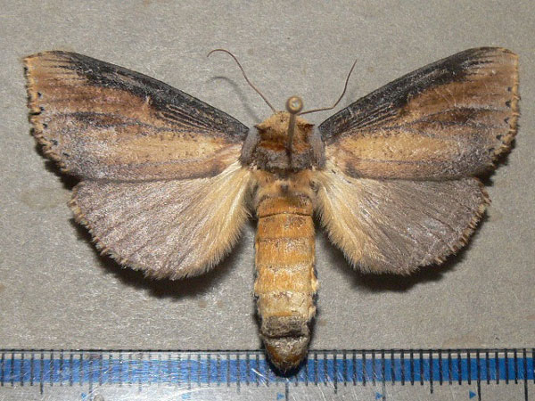 /filer/webapps/moths/media/images/A/atrata_Phalera_A_Goff_01.jpg