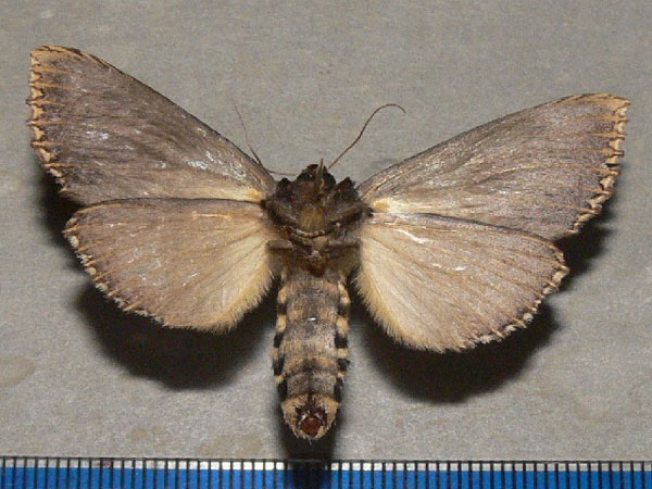 /filer/webapps/moths/media/images/A/atrata_Phalera_A_Goff_02.jpg