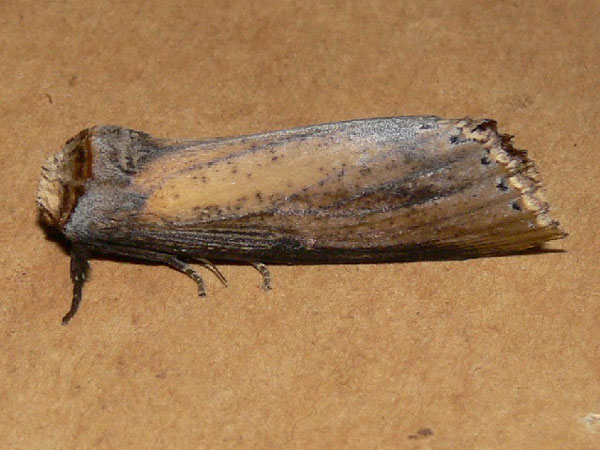 /filer/webapps/moths/media/images/A/atrata_Phalera_A_Goff_03.jpg