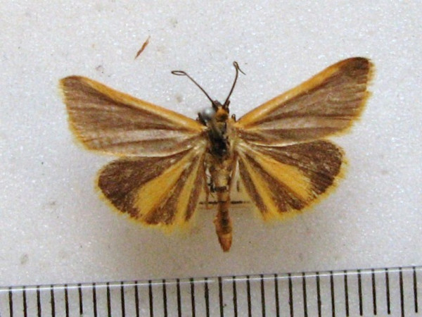 /filer/webapps/moths/media/images/A/atrescens_Paratrygodus_A_MMUM_01.jpg