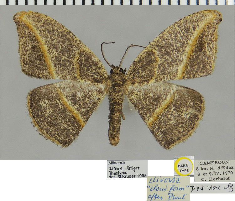 /filer/webapps/moths/media/images/A/atreus_Milocera_PTM_ZSMa.jpg