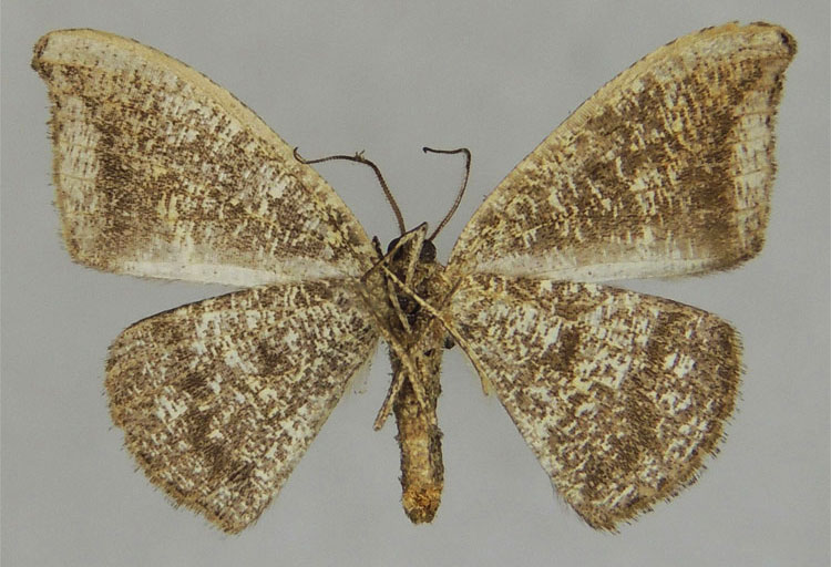 /filer/webapps/moths/media/images/A/atreus_Milocera_PTM_ZSMb.jpg