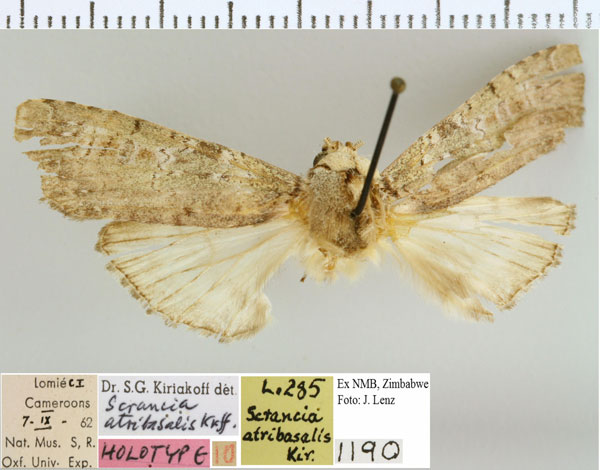 /filer/webapps/moths/media/images/A/atribasalis_Scrancia_A_NMB.jpg