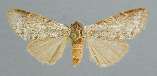 /filer/webapps/moths/media/images/A/atribasalis_Scrancia_PT_RMCA.jpg