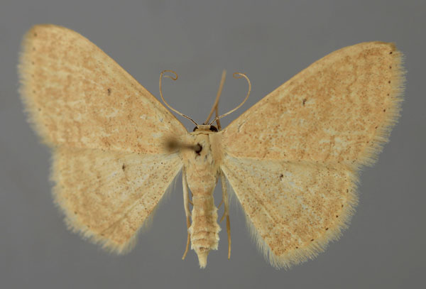 /filer/webapps/moths/media/images/A/atricapilla_Scopula_A_ZSM_01.jpg