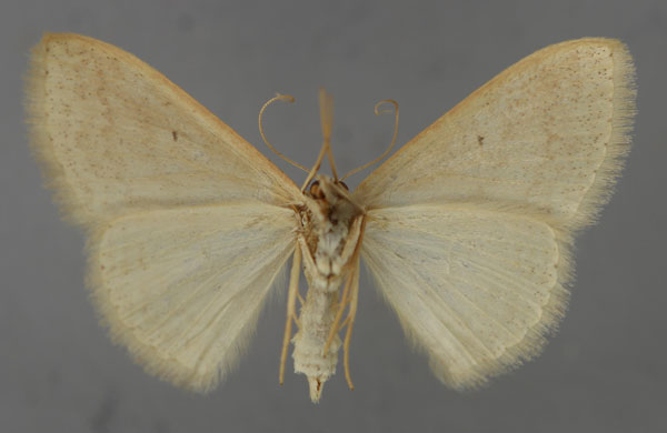 /filer/webapps/moths/media/images/A/atricapilla_Scopula_A_ZSM_02.jpg