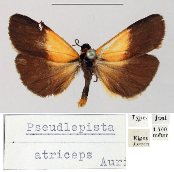 /filer/webapps/moths/media/images/A/atriceps_Pseudlepista_HT_SNHM.jpg