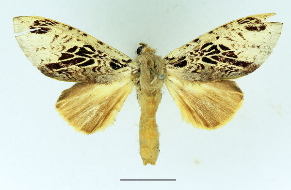 /filer/webapps/moths/media/images/A/atriclathrata_Tricholoba_AF_Basquin.jpg