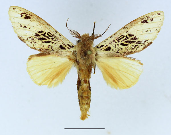 /filer/webapps/moths/media/images/A/atriclathrata_Tricholoba_AM_Basquin_02.jpg